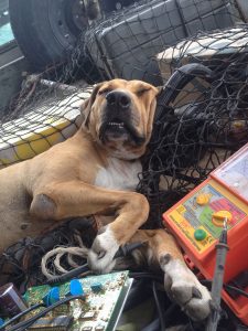 Dog asleep in ute